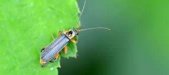 Attēlu rezultāti vaicājumam “Cantharis rustica”