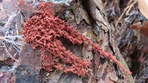 Attēlu rezultāti vaicājumam “Heterotrichia oerstedii (syn. Arcyria oerstedii)”