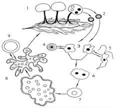 Attēlu rezultāti vaicājumam “Physarum rubiginosum plasmodium”