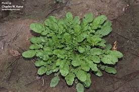 Attēlu rezultāti vaicājumam “Rorippa palustris leaf”