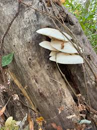 Attēlu rezultāti vaicājumam “Hypsizygus ulmarius”