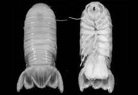 Attēlu rezultāti vaicājumam “Crustacea”