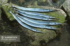 Image result for Belone belone