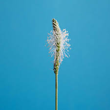 Attēlu rezultāti vaicājumam “Plantago media bud”