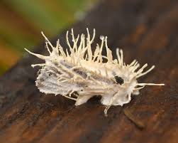 Attēlu rezultāti vaicājumam “Torrubiella arachnophila”