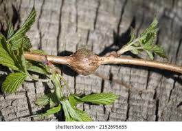 Attēlu rezultāti vaicājumam “Lasioptera rubi”