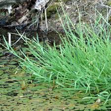 Attēlu rezultāti vaicājumam “Glyceria fluitans”