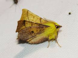 Attēlu rezultāti vaicājumam “Ennomos alniaria”