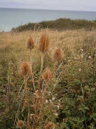 Attēlu rezultāti vaicājumam “Dipsacus fullonum fruit”