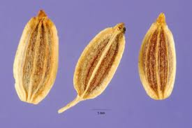 Attēlu rezultāti vaicājumam “Anethum graveolens”