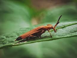 Attēlu rezultāti vaicājumam “Lampyridae”