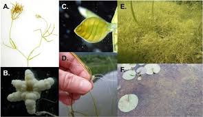 Attēlu rezultāti vaicājumam “Nitella sp.”