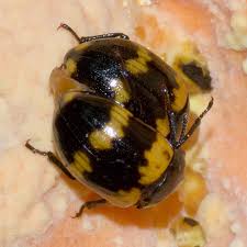 Attēlu rezultāti vaicājumam “Diaperis boleti”