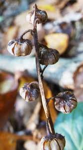 Attēlu rezultāti vaicājumam “Pyrola rotundifolia fruit”