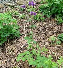 Attēlu rezultāti vaicājumam “Aquilegia vulgaris bud”
