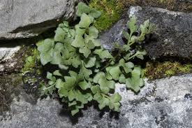 Attēlu rezultāti vaicājumam “Asplenium ruta-muraria”