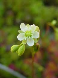 Attēlu rezultāti vaicājumam “Drosera rotundifolia”