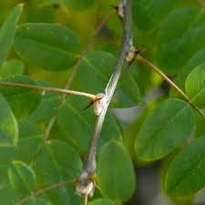 Attēlu rezultāti vaicājumam “Caragana arborescens leaf”