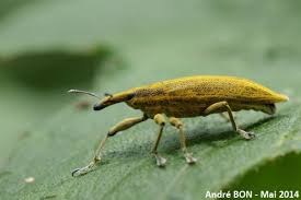 Attēlu rezultāti vaicājumam “Lixus iridis”