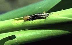 Attēlu rezultāti vaicājumam “Stemonaria irregularis stalked”