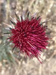 Attēlu rezultāti vaicājumam “Cirsium x rigens flower”
