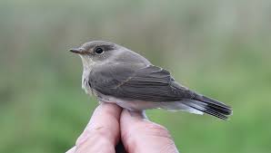 Attēlu rezultāti vaicājumam “Muscicapidae”