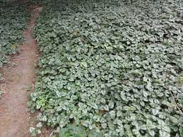 Attēlu rezultāti vaicājumam “Lamiastrum galeobdolon”