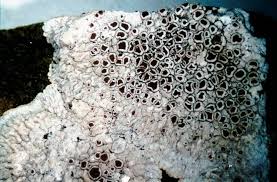 Attēlu rezultāti vaicājumam “Lecanora muralis”