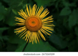 Image result for Telekia speciosa