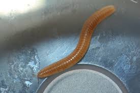 Attēlu rezultāti vaicājumam “Polyzonium germanicum”