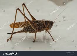 Attēlu rezultāti vaicājumam “Decticus verrucivorus”