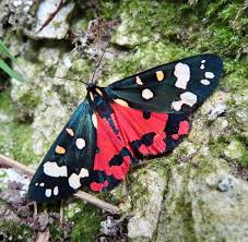 Attēlu rezultāti vaicājumam “Callimorpha dominula imago”