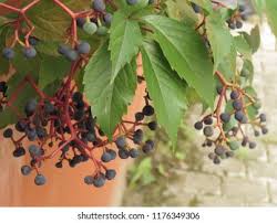 Attēlu rezultāti vaicājumam “Parthenocissus quinquefolia fruit”