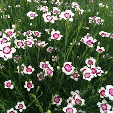 Attēlu rezultāti vaicājumam “Dianthus deltoides flower”