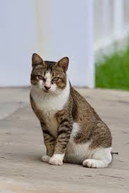 Attēlu rezultāti vaicājumam “Felis silvestris catus”