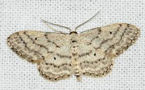 Attēlu rezultāti vaicājumam “Idaea seriata”