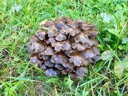 Attēlu rezultāti vaicājumam “Psathyrella pygmaea”