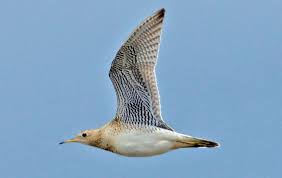 Image result for Bartramia longicauda