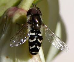 Attēlu rezultāti vaicājumam “Syrphidae”