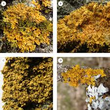 Attēlu rezultāti vaicājumam “Xanthoria fulva”