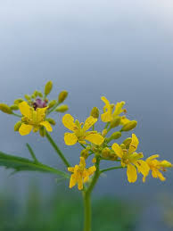 Attēlu rezultāti vaicājumam “Rorippa sylvestris flower”