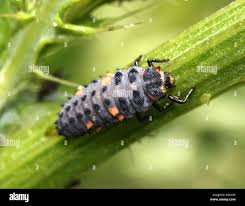 Attēlu rezultāti vaicājumam “Coccinella septempunctata larva”