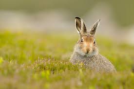 Attēlu rezultāti vaicājumam “Lepus timidus”
