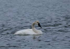 Attēlu rezultāti vaicājumam “Cygnus columbianus”