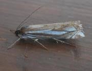 Attēlu rezultāti vaicājumam “Crambus pratella”