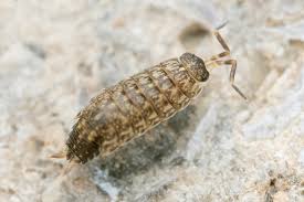 Attēlu rezultāti vaicājumam “Anogcodes melanurus”