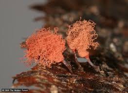 Attēlu rezultāti vaicājumam “Arcyria major”