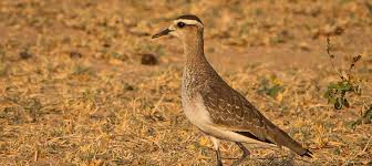 Image result for Vanellus gregarius