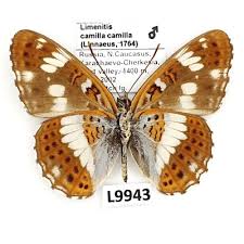 Attēlu rezultāti vaicājumam “Limenitis camilla”