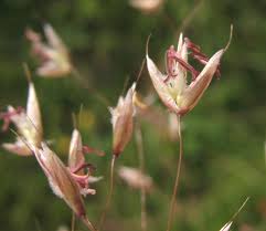 Attēlu rezultāti vaicājumam “Deschampsia flexuosa”